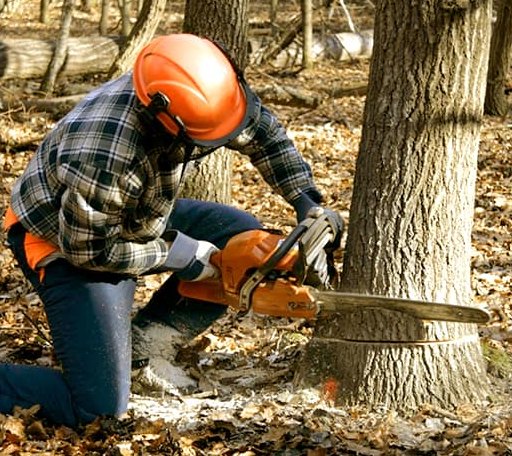Tree Removal in Federal Dam, MN